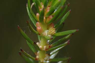 APII jpeg image of Myriophyllum variifolium  © contact APII