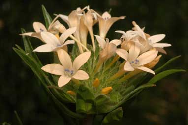 APII jpeg image of Collomia grandiflora  © contact APII