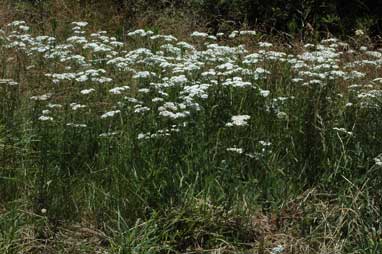 APII jpeg image of Achillea millefolium  © contact APII