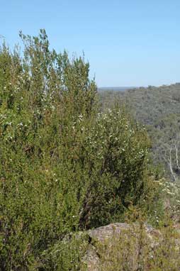 APII jpeg image of Leptospermum micromyrtus  © contact APII