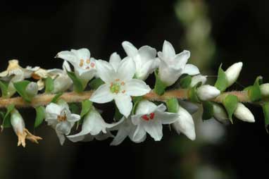 APII jpeg image of Epacris microphylla subsp. microphylla  © contact APII