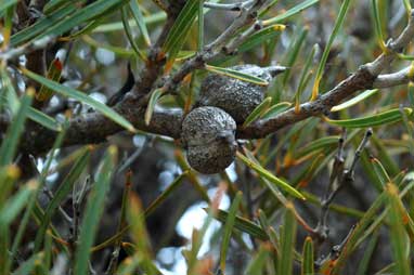 APII jpeg image of Hakea corymbosa  © contact APII