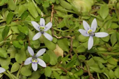 APII jpeg image of Isotoma fluviatilis  © contact APII