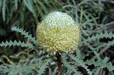 APII jpeg image of Banksia speciosa  © contact APII