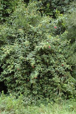 APII jpeg image of Cestrum elegans  © contact APII