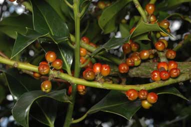 APII jpeg image of Ilex aquifolium  © contact APII