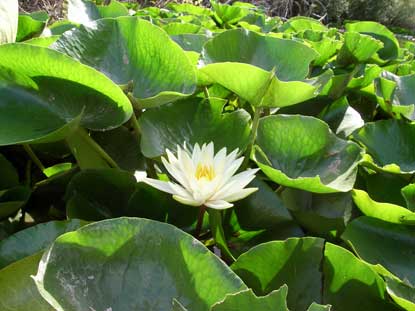 APII jpeg image of Nymphaea mexicana  © contact APII