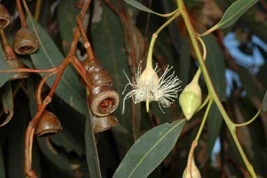 APII jpeg image of Eucalyptus longifolia  © contact APII