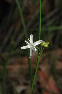 APII jpeg image of Caesia parviflora var. parviflora  © contact APII