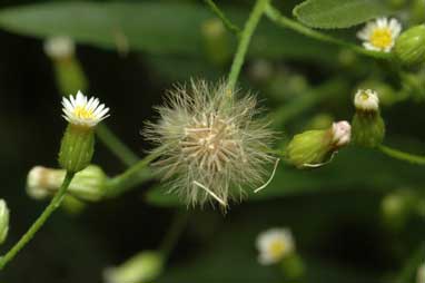 APII jpeg image of Erigeron canadensis  © contact APII