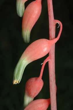 APII jpeg image of Gasteria carinata var. verrucosa  © contact APII