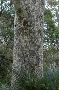 APII jpeg image of Corymbia maculata  © contact APII