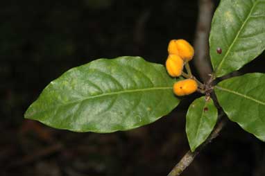 APII jpeg image of Pittosporum rubiginosum  © contact APII