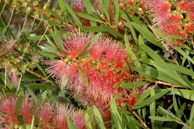 APII jpeg image of Callistemon 'Pink Champagne'  © contact APII