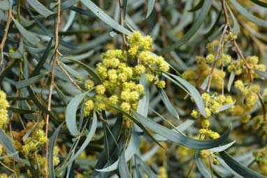 APII jpeg image of Acacia pendula  © contact APII