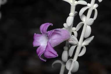 APII jpeg image of Eremophila delisseri  © contact APII