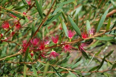 APII jpeg image of Callistemon 'Candy Pink'  © contact APII