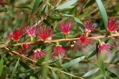 APII jpeg image of Callistemon 'Candy Pink'  © contact APII