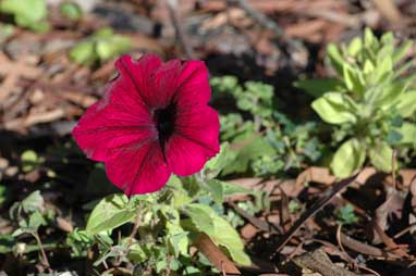 APII jpeg image of Petunia x hybrida  © contact APII