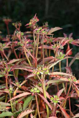 APII jpeg image of Euphorbia davidii  © contact APII