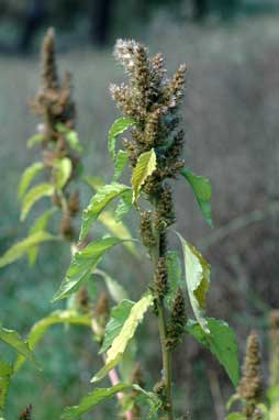 APII jpeg image of Amaranthus retroflexus  © contact APII