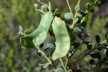 APII jpeg image of Acacia aureocrinita  © contact APII