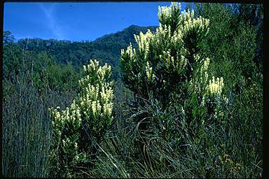 APII jpeg image of Agastachys odorata  © contact APII