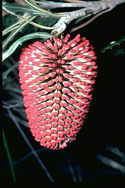 APII jpeg image of Banksia caleyi  © contact APII