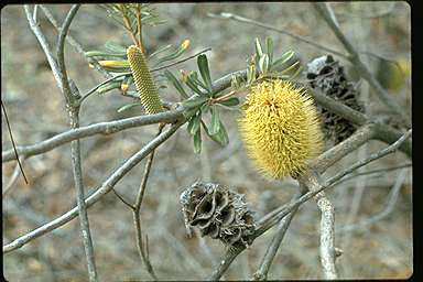 APII jpeg image of Banksia marginata  © contact APII