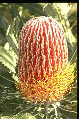 APII jpeg image of Banksia menziesii  © contact APII