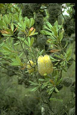 APII jpeg image of Banksia ornata  © contact APII