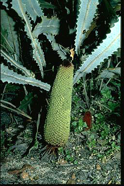 APII jpeg image of Banksia petiolaris  © contact APII