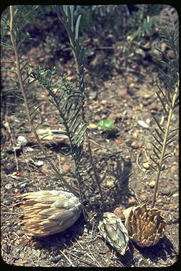 APII jpeg image of Banksia bipinnatifida  © contact APII