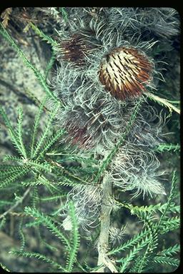 APII jpeg image of Banksia shuttleworthiana  © contact APII