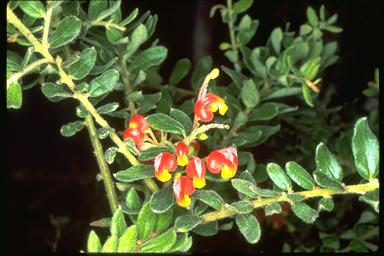 APII jpeg image of Grevillea alpina  © contact APII