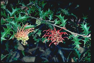 APII jpeg image of Grevillea aquifolium  © contact APII