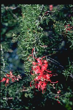 APII jpeg image of Grevillea asparagoides  © contact APII