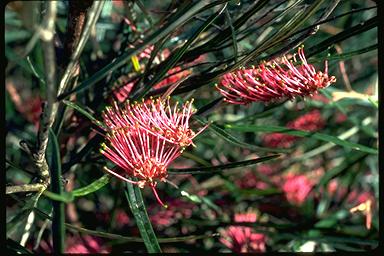 APII jpeg image of Grevillea aspleniifolia  © contact APII