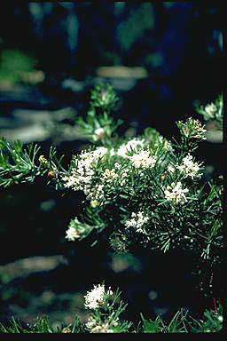 APII jpeg image of Grevillea crithmifolia  © contact APII