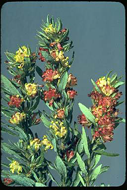 APII jpeg image of Grevillea drummondii  © contact APII