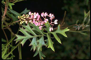 APII jpeg image of Grevillea leptobotrys  © contact APII