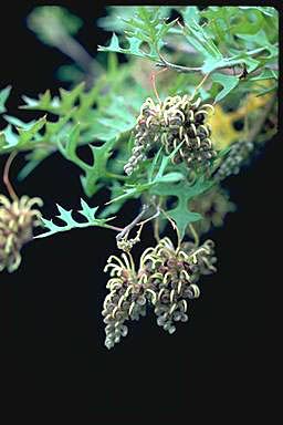 APII jpeg image of Grevillea floripendula  © contact APII