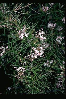 APII jpeg image of Grevillea halmaturina  © contact APII