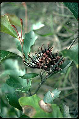 APII jpeg image of Grevillea ilicifolia  © contact APII