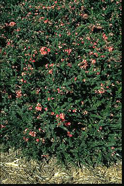 APII jpeg image of Grevillea lanigera  © contact APII