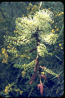 APII jpeg image of Grevillea leucopteris  © contact APII