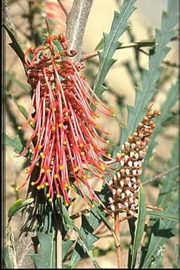 APII jpeg image of Grevillea longifolia  © contact APII