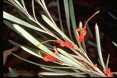 APII jpeg image of Grevillea oligantha  © contact APII