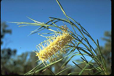 APII jpeg image of Grevillea parallela  © contact APII