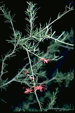 APII jpeg image of Grevillea phillipsiana  © contact APII